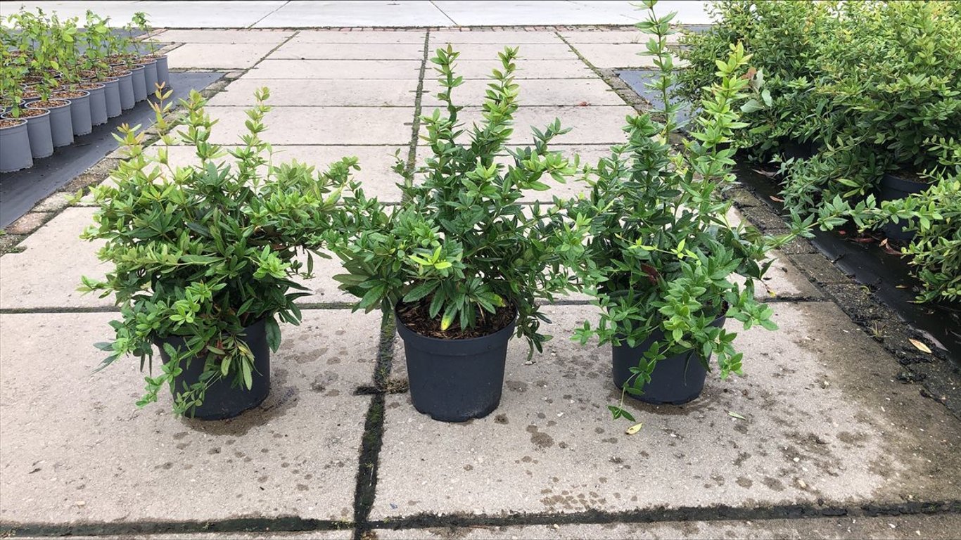 Berberis julianae - C7,5 30/+ CM